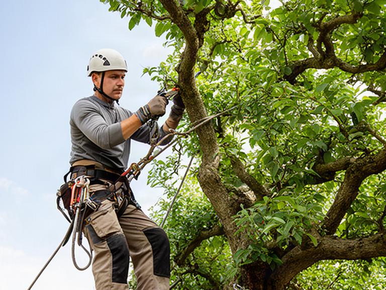 Arboricoltore con casco e attrezzatura mentre pota un albero ornamentale in sicurezza